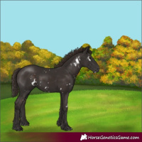 Horse Color:White Spotted Liver Chestnut 