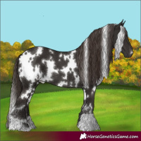 Horse Color:White Spotted Liver Chestnut 