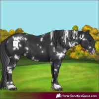 Horse Color:White Spotted Black
