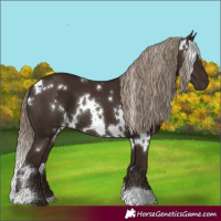 Horse Color:White Spotted Liver Chestnut 