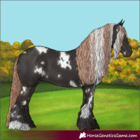 Horse Color:White Spotted Liver Chestnut 