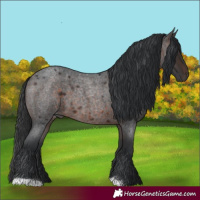 Horse Color:Brown Roan 