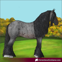 Horse Color:Brown Roan