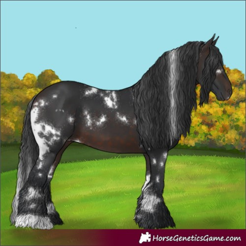 Horse Color:White Spotted Brown 