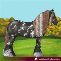 Horse Color:White Spotted Liver Chestnut 