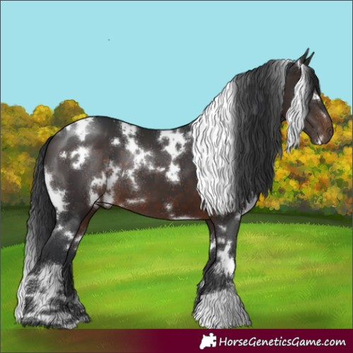 Horse Color:White Spotted Brown 