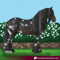 Horse Color:White Spotted Brown