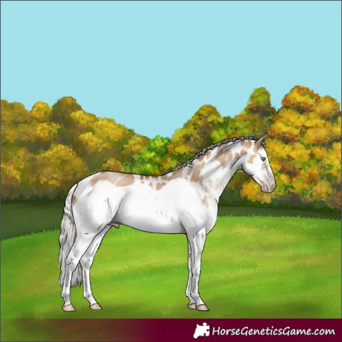 Horse Color:Gray White Spotted Silver Amber Champagne Dun Splash Frame Leopard Rabicano 