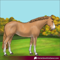 Horse Color:Chestnut 
