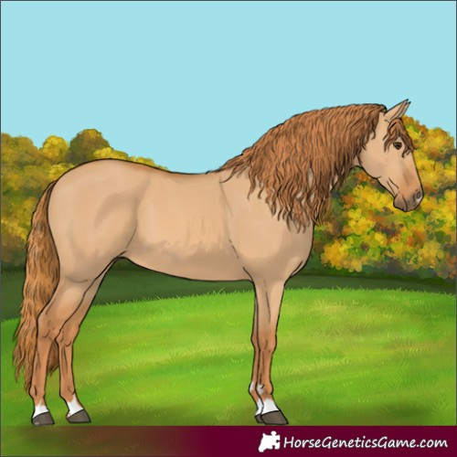 Horse Color:Red Dun