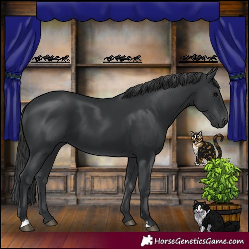 Horse Color:Black 