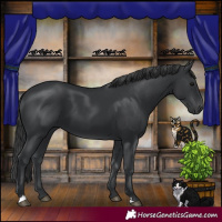 Horse Color:Black 