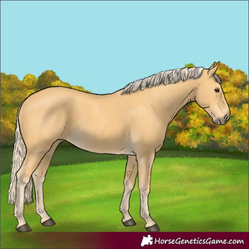 Horse Color:Palomino 