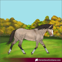 Horse Color:Bay Dun