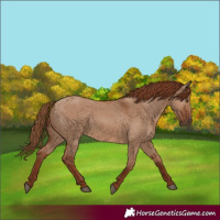 Horse Color:Red Dun 