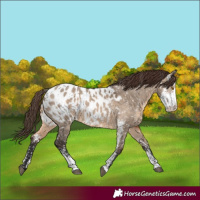 Horse Color:Brown Dun Sabino Appaloosa 