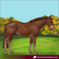 Horse Color:Chestnut 