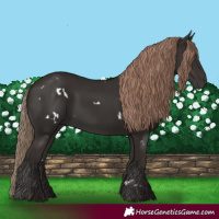 Horse Color:White Spotted Liver Chestnut