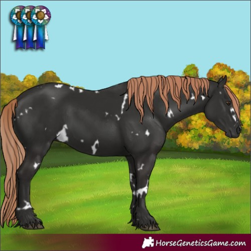 Horse Color:White Spotted Liver Chestnut 