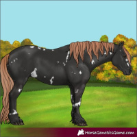 Horse Color:White Spotted Liver Chestnut 