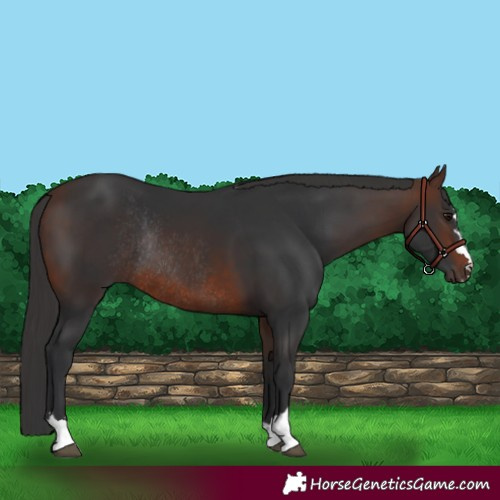 Horse Color:Brown Rabicano 