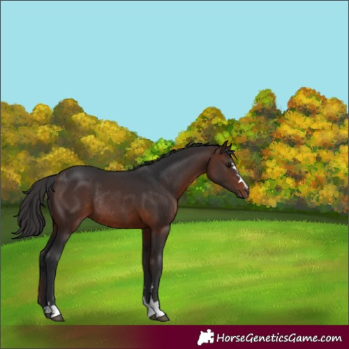 Horse Color:Brown Rabicano 