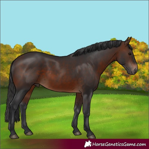 Horse Color:Brown 