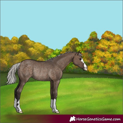 Horse Color:Silver Brown Dun Rabicano 