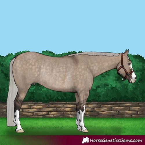 Horse Color:Silver Brown Dun Rabicano 