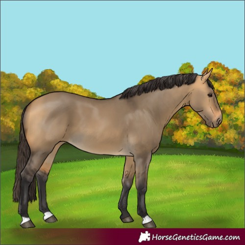 Horse Color:Buckskin Dun 