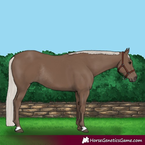 Horse Color:Silver Black Rabicano 