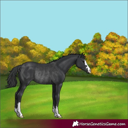 Horse Color:Black Rabicano 