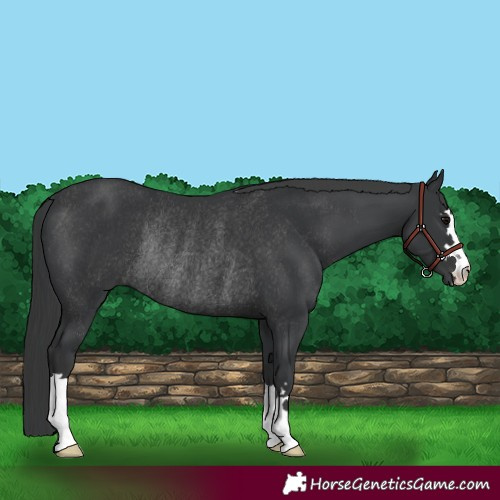 Horse Color:Black Rabicano