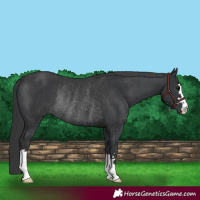 Horse Color:Black Rabicano