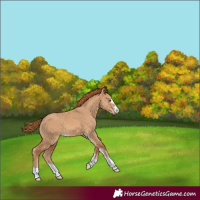 Horse Color:Red Dun 