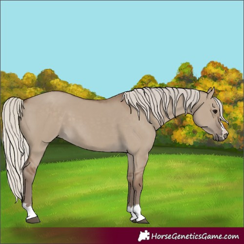 Horse Color:Unknown