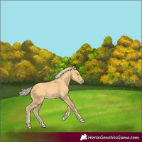 Horse Color:Gold Cream Champagne 