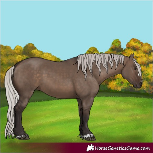 Horse Color:Silver Brown Dun 