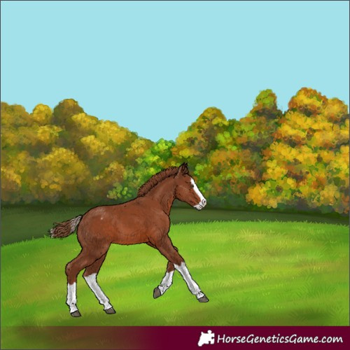 Horse Color:Chestnut Splash Varnish 