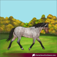 Horse Color:Gray Bay Roan 