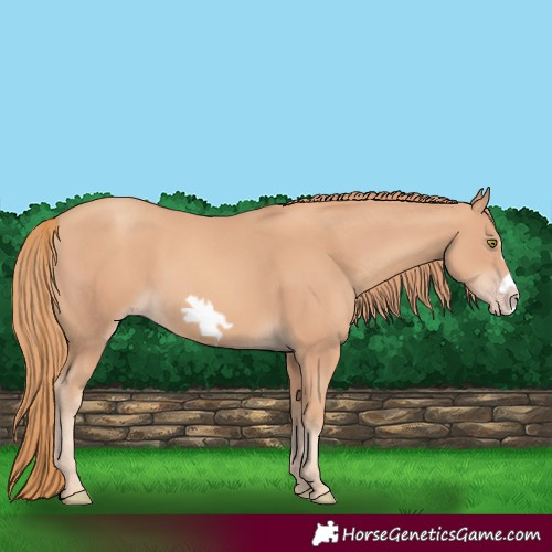 Horse Color:Gold Champagne Frame 