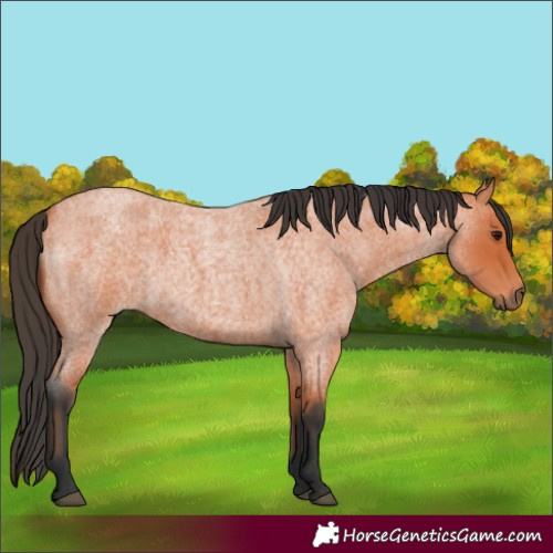 Horse Color:Bay Roan 