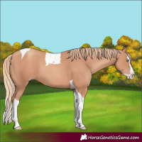 Horse Color:Gold Champagne Splash Tobiano 
