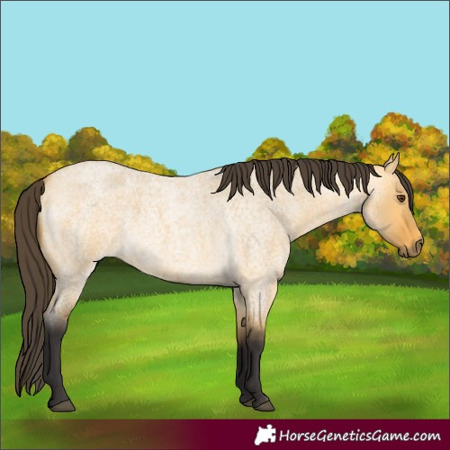 Horse Color:Buckskin Roan Dun 