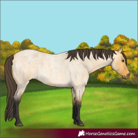 Horse Color:Buckskin Roan Dun 