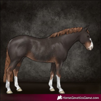Horse Color:Liver Chestnut Rabicano 