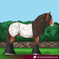 Horse Color:Bay Splash Appaloosa 