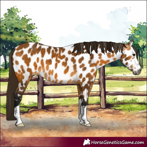 Horse Color:Gray Buckskin Appaloosa 