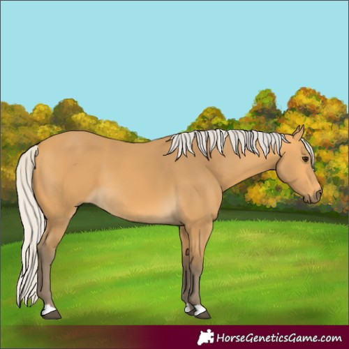 Horse Color:Silver Buckskin 