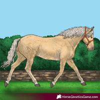 Horse Color:Palomino Rabicano